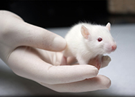 不朽情缘mg官网肿瘤药效实验顺利通过江苏省FDA审查