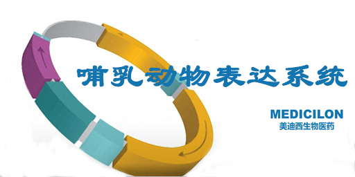 哺乳动物细胞表达系统特点、优势及研究现状