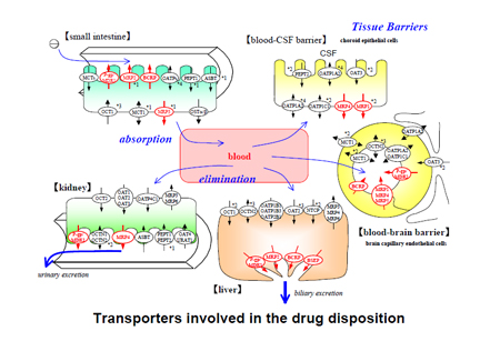 药物转运体在药物吸收、分布、代谢、排泄中的作用