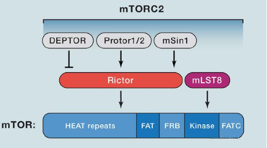 mTORC2的组成蛋白主要有Rictor、mSin1、mSLT8和Protor等