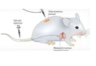 围观:临床前小鼠模型如何。