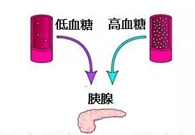 调节血糖稳态，GK负重前行