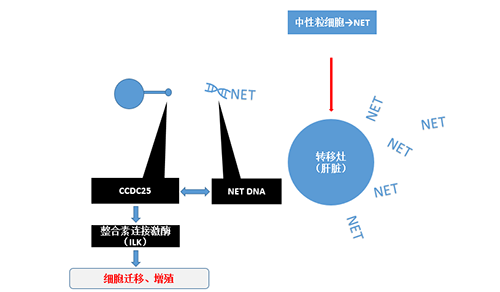 除了单纯的捕获，NET DNA与CCDC-25的结合还增强了癌细胞的侵袭行为，促进了癌症的肝转移。