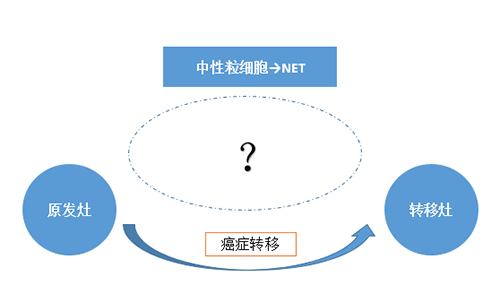 NET可能会通过某些方式“捕获”或“唤醒”癌细胞，从而造成癌细胞的迁移。