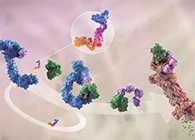 LYTAC出世，与PROTAC并肩作战针对不可成药的靶点