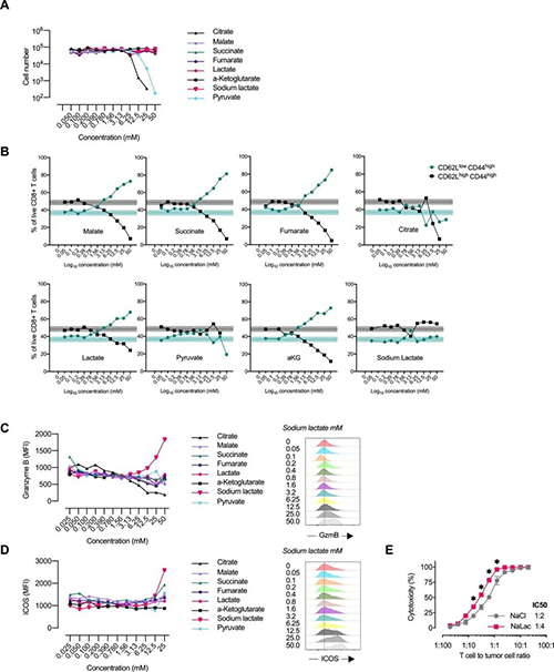 中央碳代谢物会改变CD8 + T细胞效应子的分布（来源：e Life）