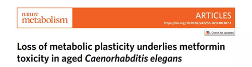 在线虫和人类原代细胞中，当在其寿命晚期提供二甲双胍时，二甲双胍会缩短寿命，这与二甲双胍在年轻生物体中的积极作用相反。