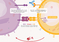 饿了吗？饿一饿原来可以辅助PD-1抑制剂肿瘤免疫治疗