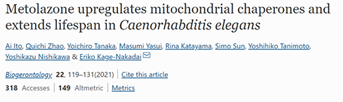 来自日本大阪市立大学的科学家搜索了现有药物的化学“文库”，他们发现一种名为美托拉宗的抗高血压药可延长秀丽隐杆线虫的寿命，标志着抗衰老药物开发的第一步