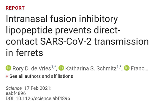 Science速递|鼻喷雾剂可阻止新冠肺炎传播，在雪貂实验中已初获成效