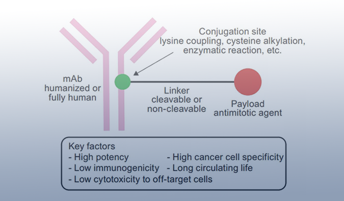 ADC药物：迎接市场热潮，攻破研发壁垒