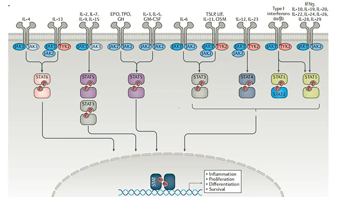 精准建模，把握解开自身免疫性疾病治疗研究的钥匙