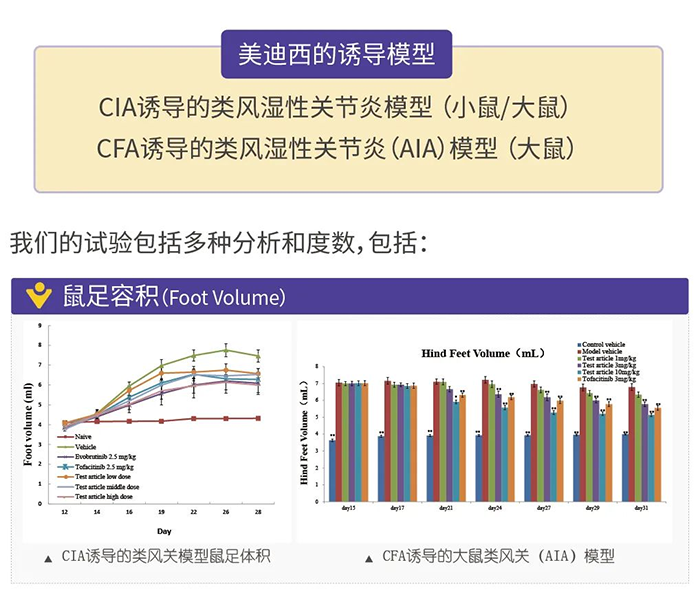 不朽情缘mg官网诱导的类风湿性关节炎模型-1.png