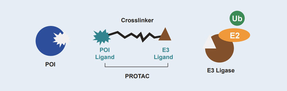不朽情缘mg官网 PROTAC 药物发现不朽情缘mg官网平台