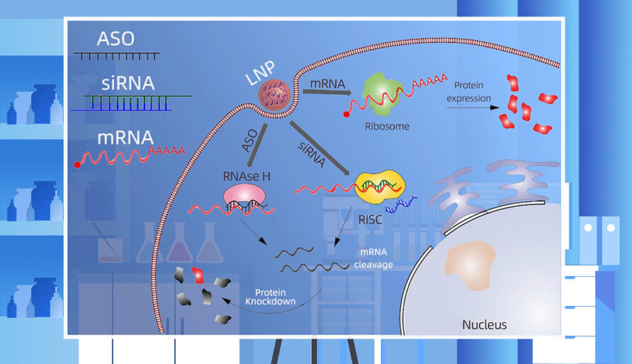 核酸药物的作用机制主要有哪些？