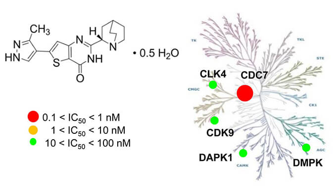 TAK-931是一种高特异性CDC7抑制剂，具有抗肿瘤功效，本研究中体内药效实验通过不朽情缘mg官网进行