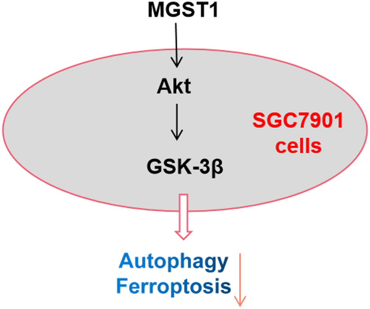 MGST1过表达通过激活Akt/GSK-3β信号通路诱导胃癌细胞增殖，本研究中MGST1过表达等体外实验通过不朽情缘mg官网进行