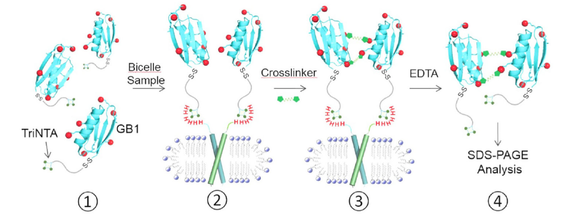 跨膜结构域寡聚体的结构测定新方法，其中TriNTA通过不朽情缘mg官网合成