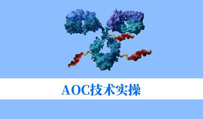 AOC技术实操：偶联化学与表征分析难题全搞定